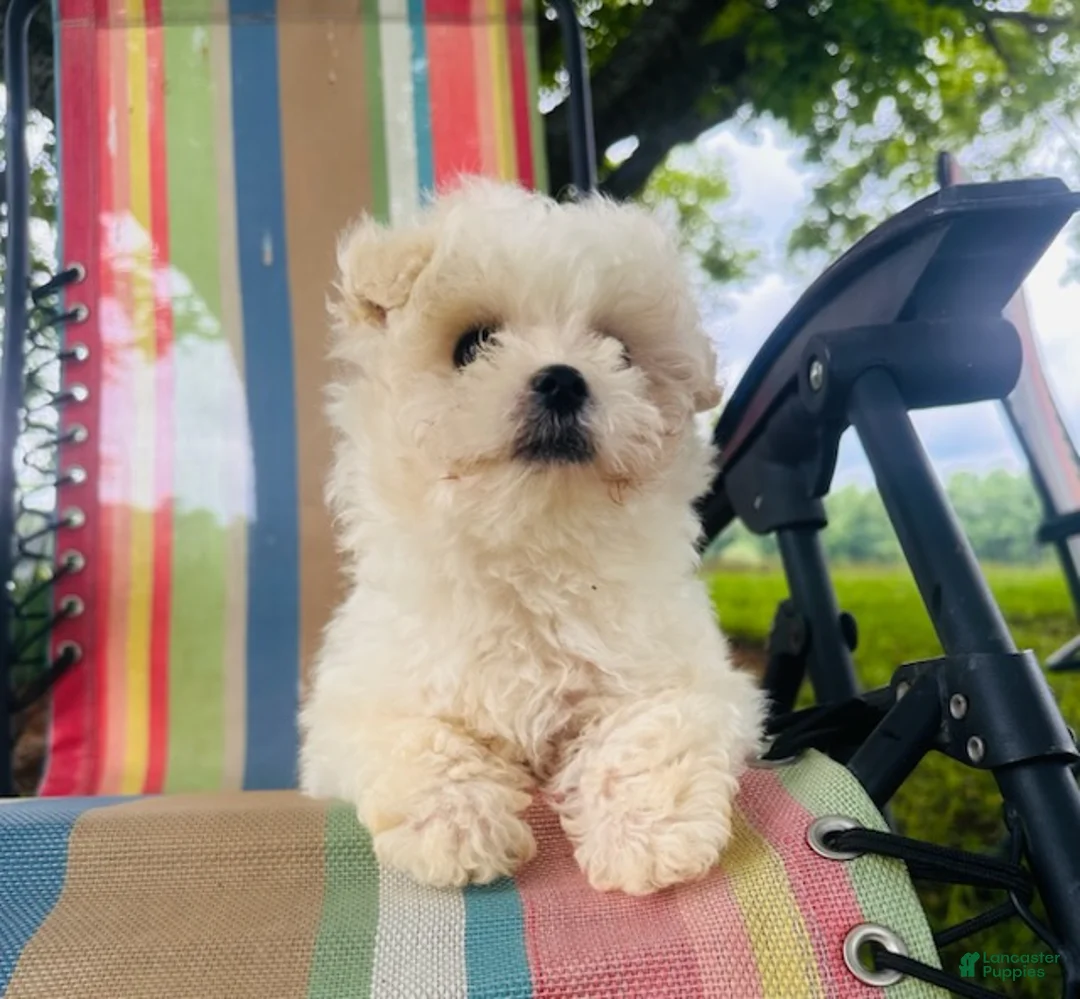 Maltese dogs for sale: Boy 1  - Ad 1