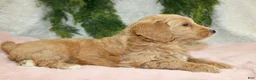 Mini Goldendoodle dogs for sale: Mini Goldendoodle Puppy 5 - Ad 3