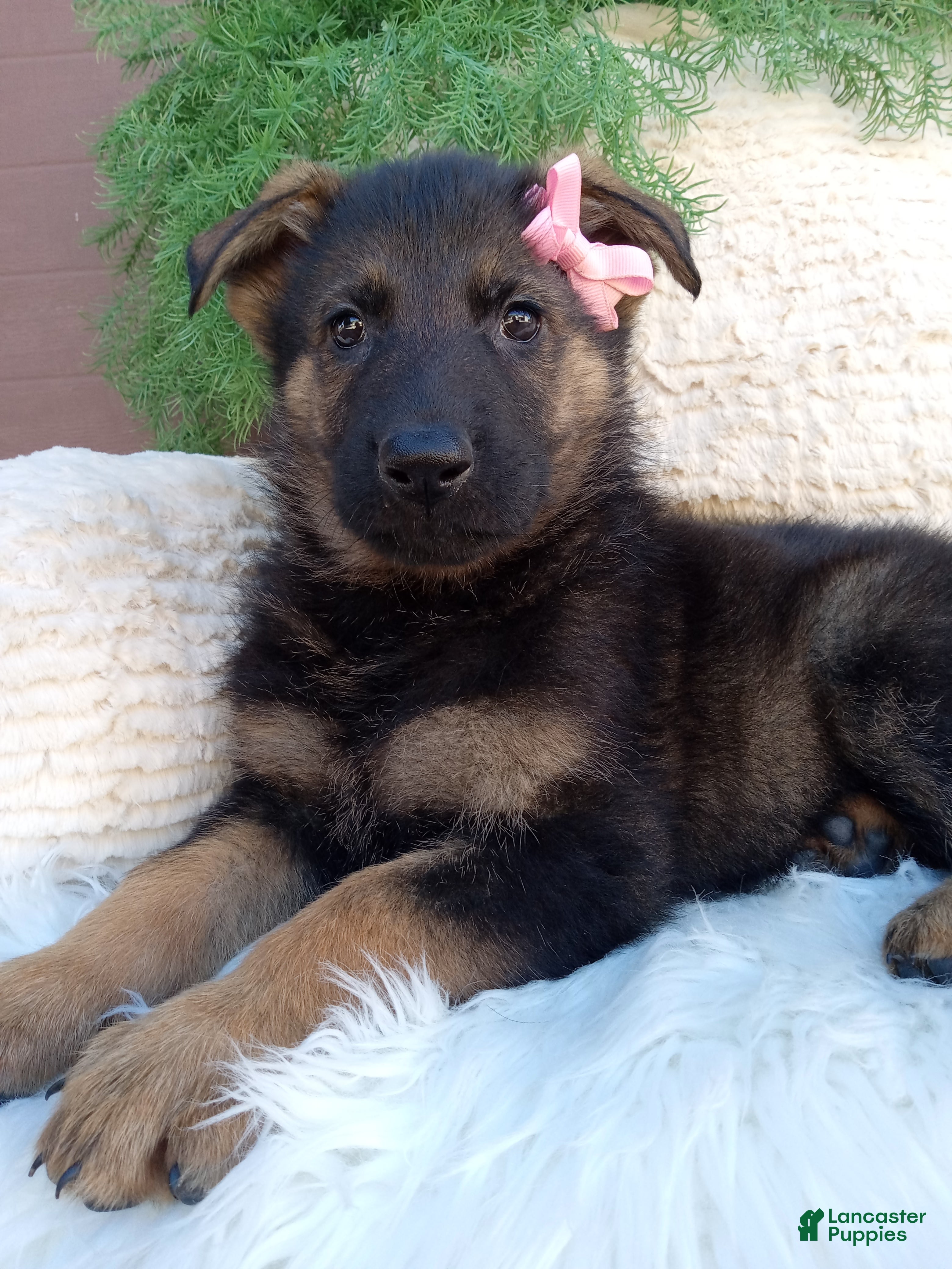 Chloe (German Shepherd, Female) in Sugarcreek, OH