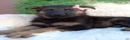 German Shepherd dogs for sale: Chloe  - Ad 1