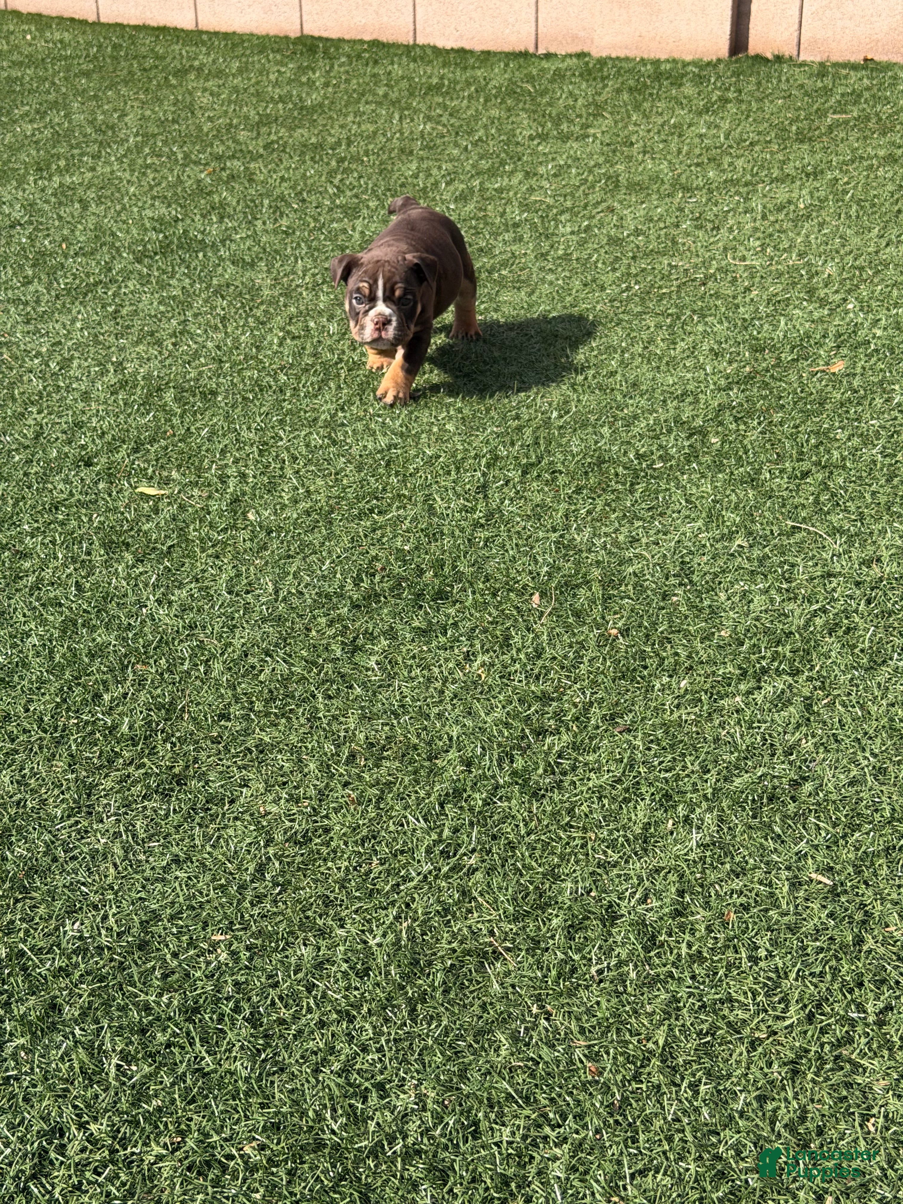 English Bulldog dogs Athena - Ad 1