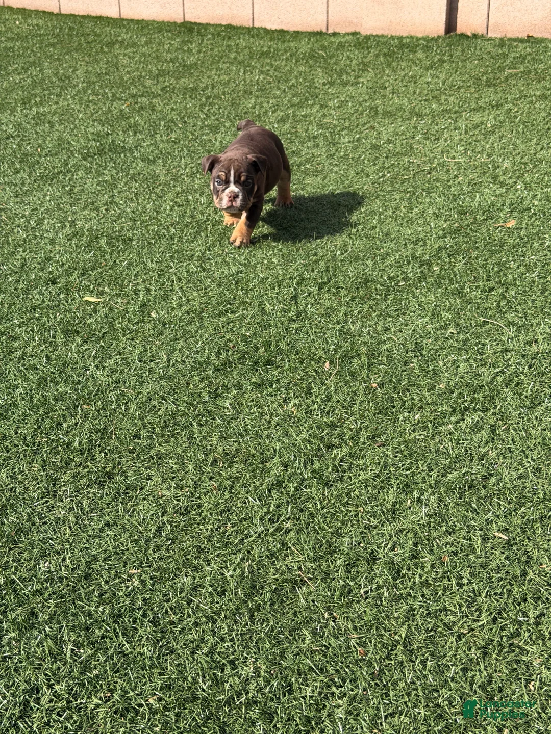 English Bulldog dogs for sale: Athena - Ad 2