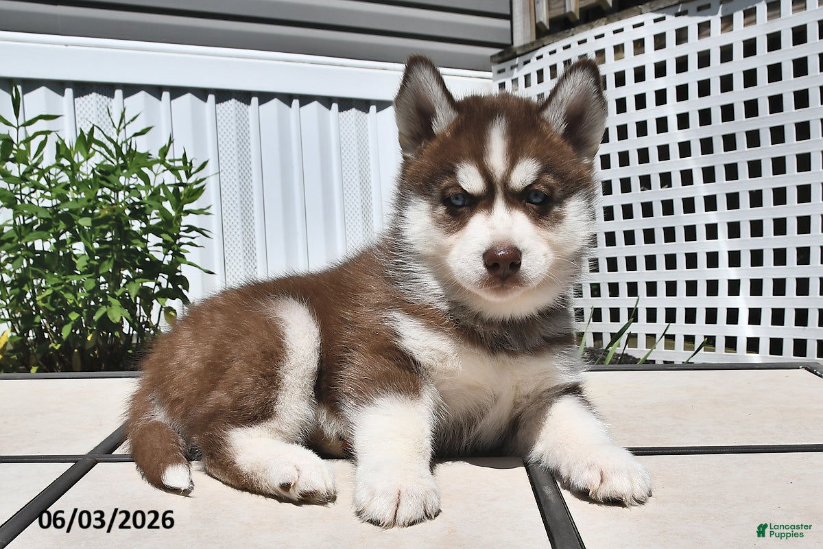 Siberian Husky dogs for sale: Cocoa - Ad 3