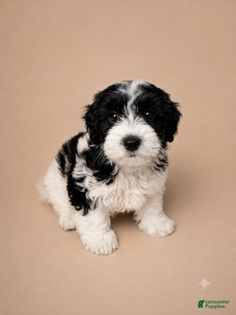 Shihpoo dogs Prince - Ad 2