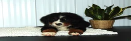 Bernese Mountain Dog dogs for sale: Bella - Ad 8