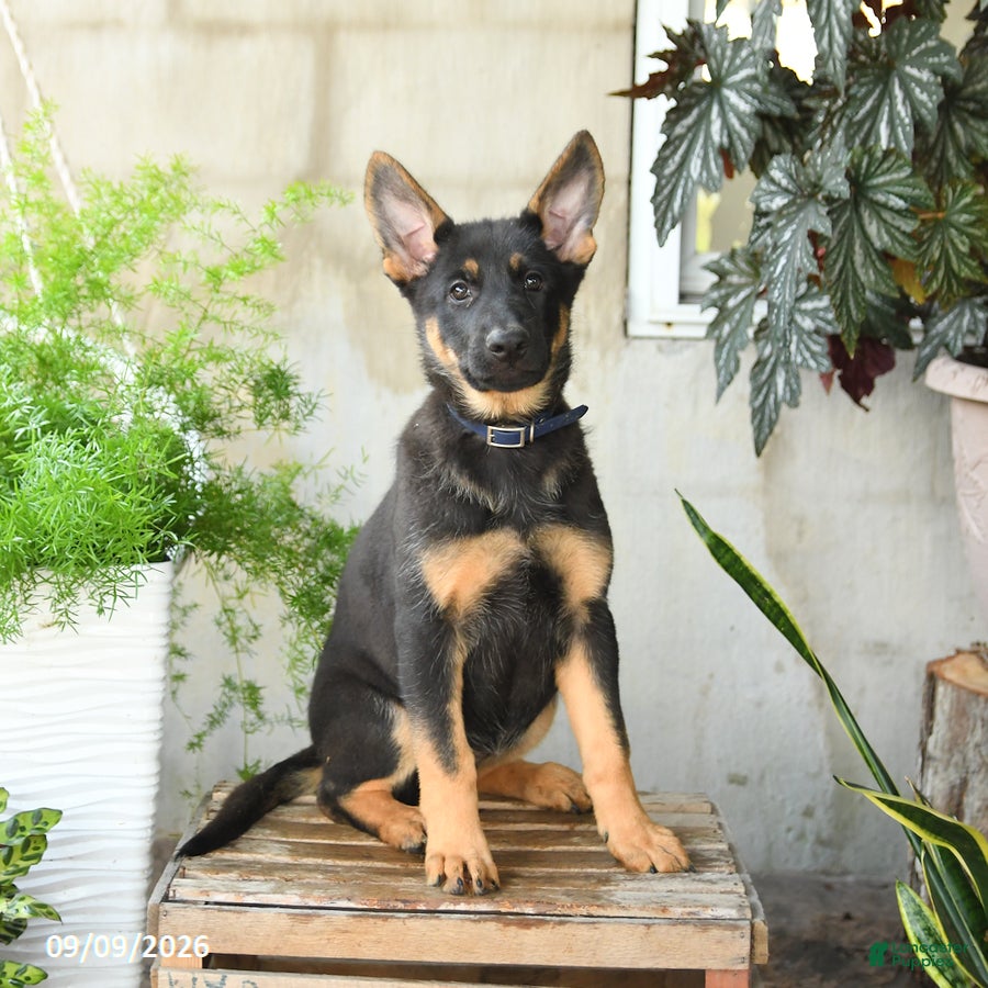 German Shepherd dogs Nikki - Ad 1