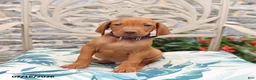 Vizsla dogs for sale: Reed - Ad 3