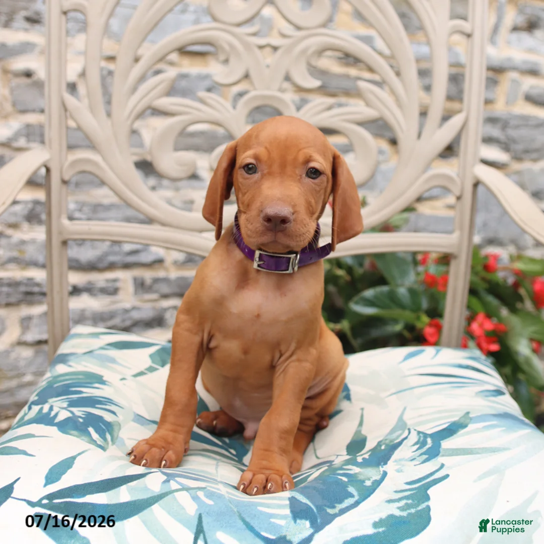 Vizsla dogs for sale: Reed - Ad 3