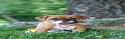 Mixed Breed dogs for sale: Chloe - Ad 10