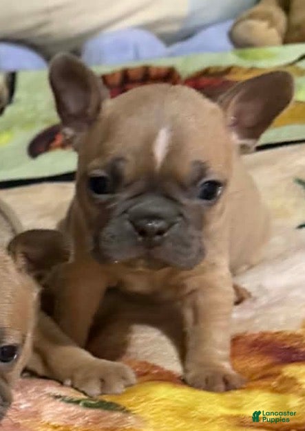 Mixed Breed dogs Mixed Breed Puppy 5 - Ad 28