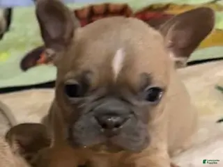 Mixed Breed dogs Mixed Breed Puppy 5 - Ad 40