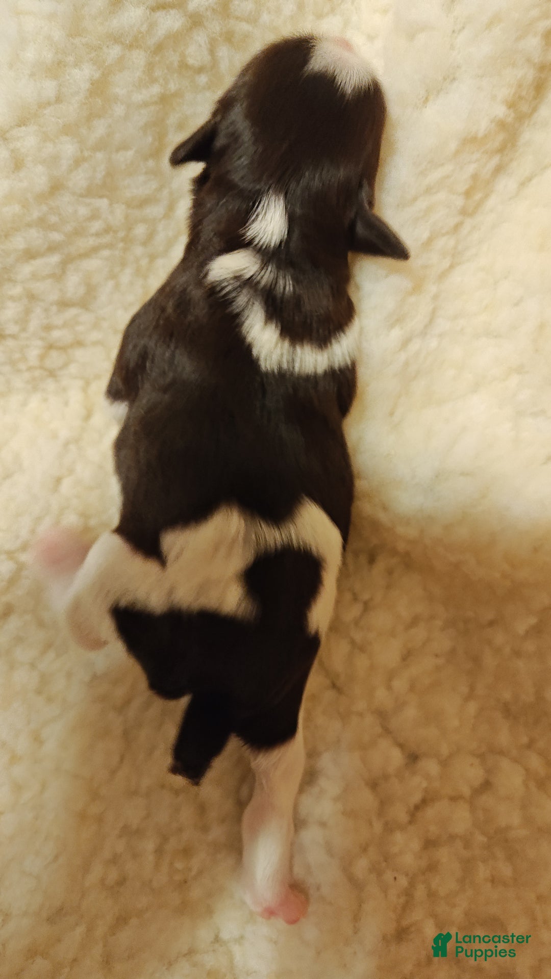 Miniature Schnauzer dogs for sale: Miniature Schnauzer Girl 2 - Ad 4