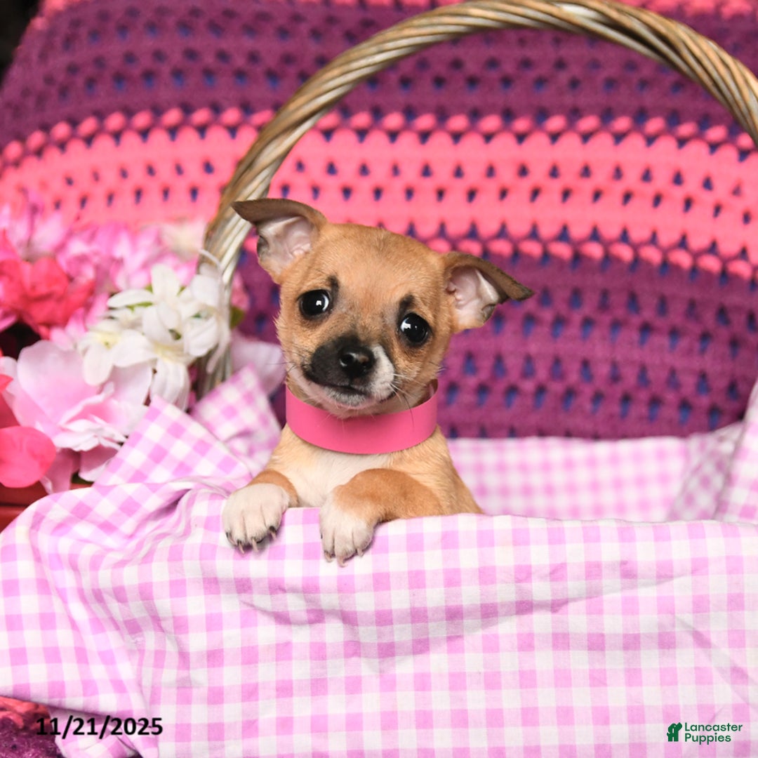 Chihuahua dogs for sale: Minnie - Ad 3