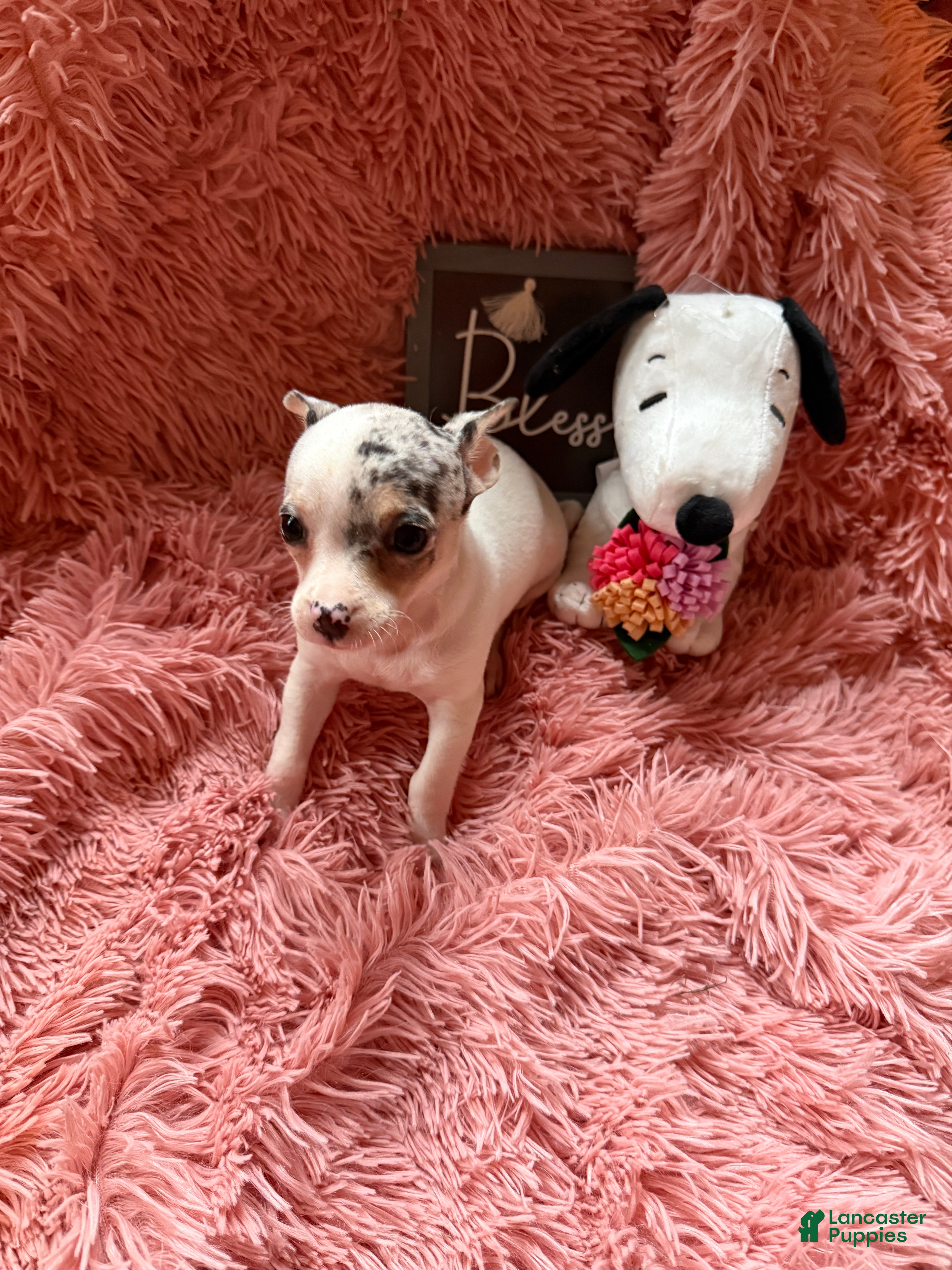 Chihuahua dogs Sugar - Ad 2