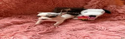 Chihuahua dogs for sale: Sugar - Ad 2