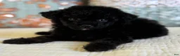 Miniature Poodle dogs for sale: Prince - Ad 4