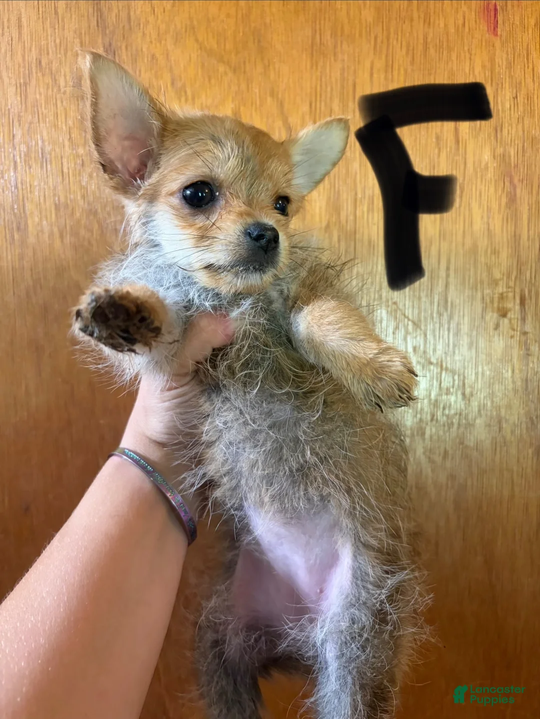 Chorkie dogs for sale: Chorkie 6 - Ad 2