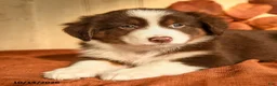 Australian Shepherd dogs for sale: Scarlett - Ad 4