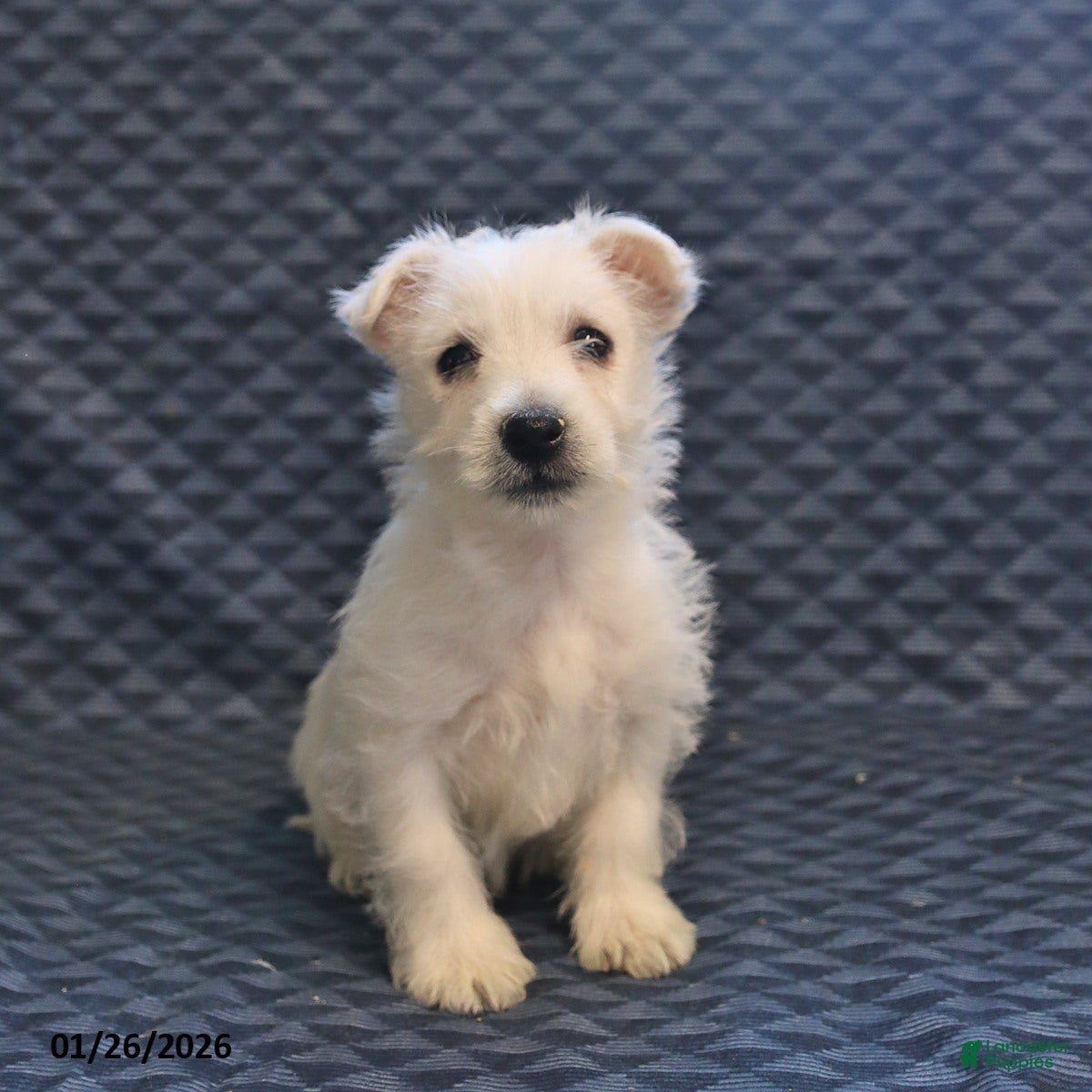 West Highland Terrier dogs Happy - Ad 2