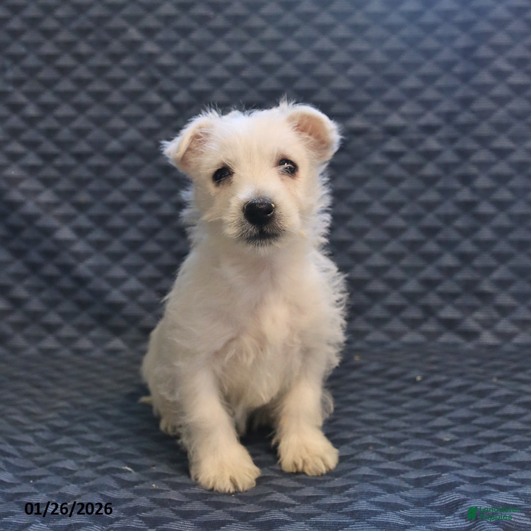 West Highland Terrier dogs for sale: Happy - Ad 2