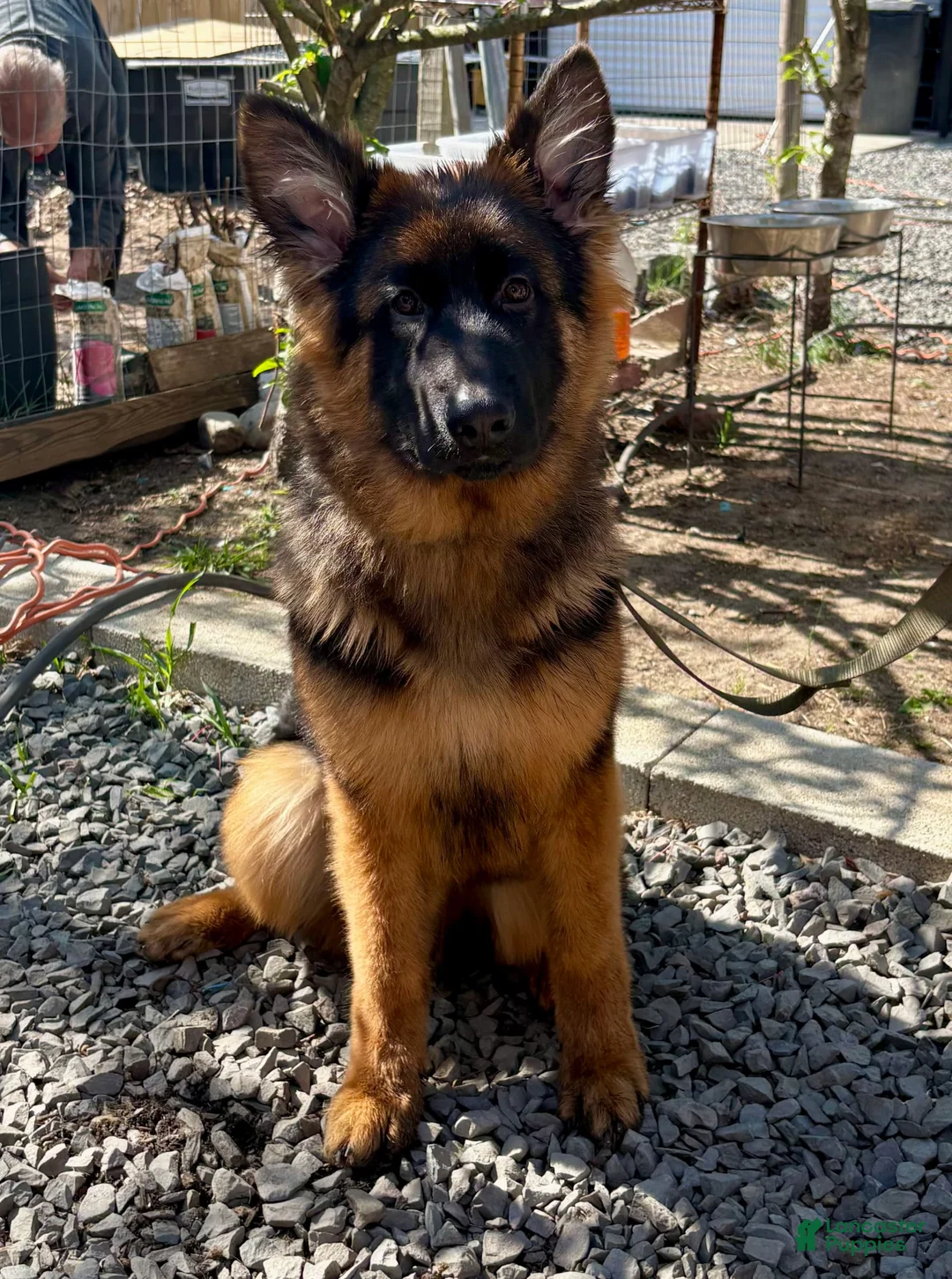 German Shepherd dogs for sale: BARB - Ad 1