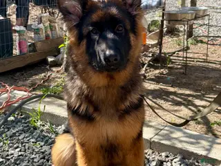 German Shepherd dogs BARB - Ad 32