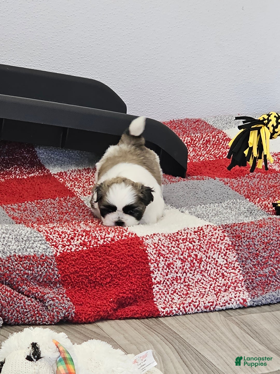 Shih Tzu dogs for sale: Chester Ckc - Ad 12