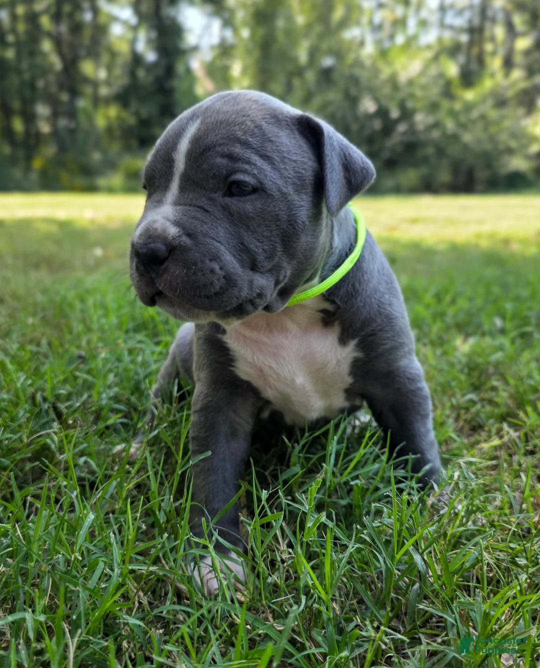 American Bully dogs for sale: American Bully 4 - Ad 2