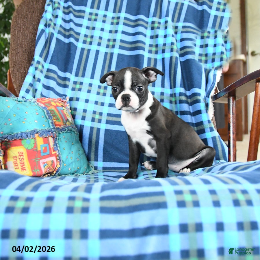 Boston Terrier dogs Wendy - Ad 2