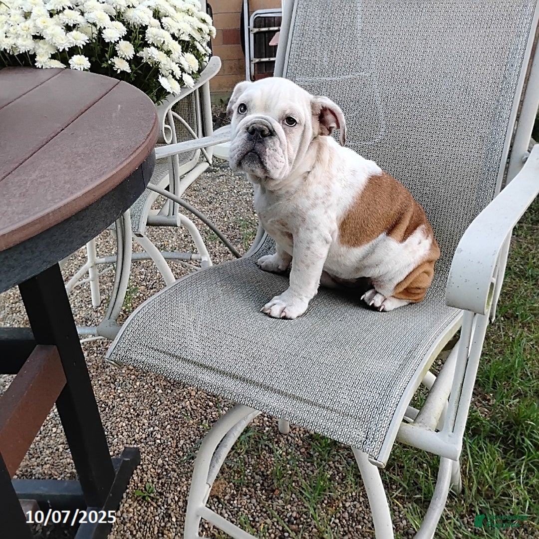 English Bulldog dogs for sale: Renita - Ad 10