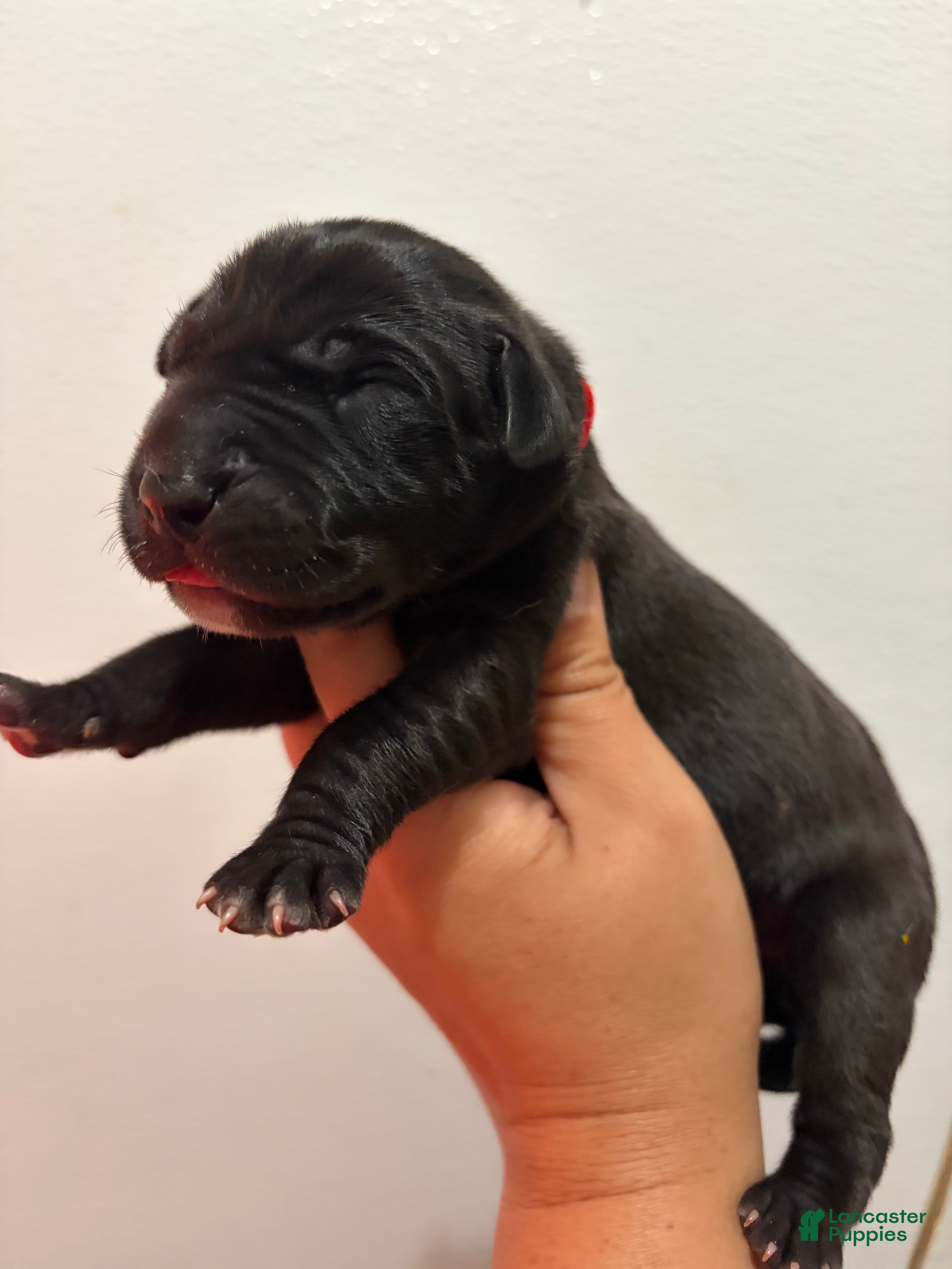 Great Dane dogs Cheyenne - Ad 2