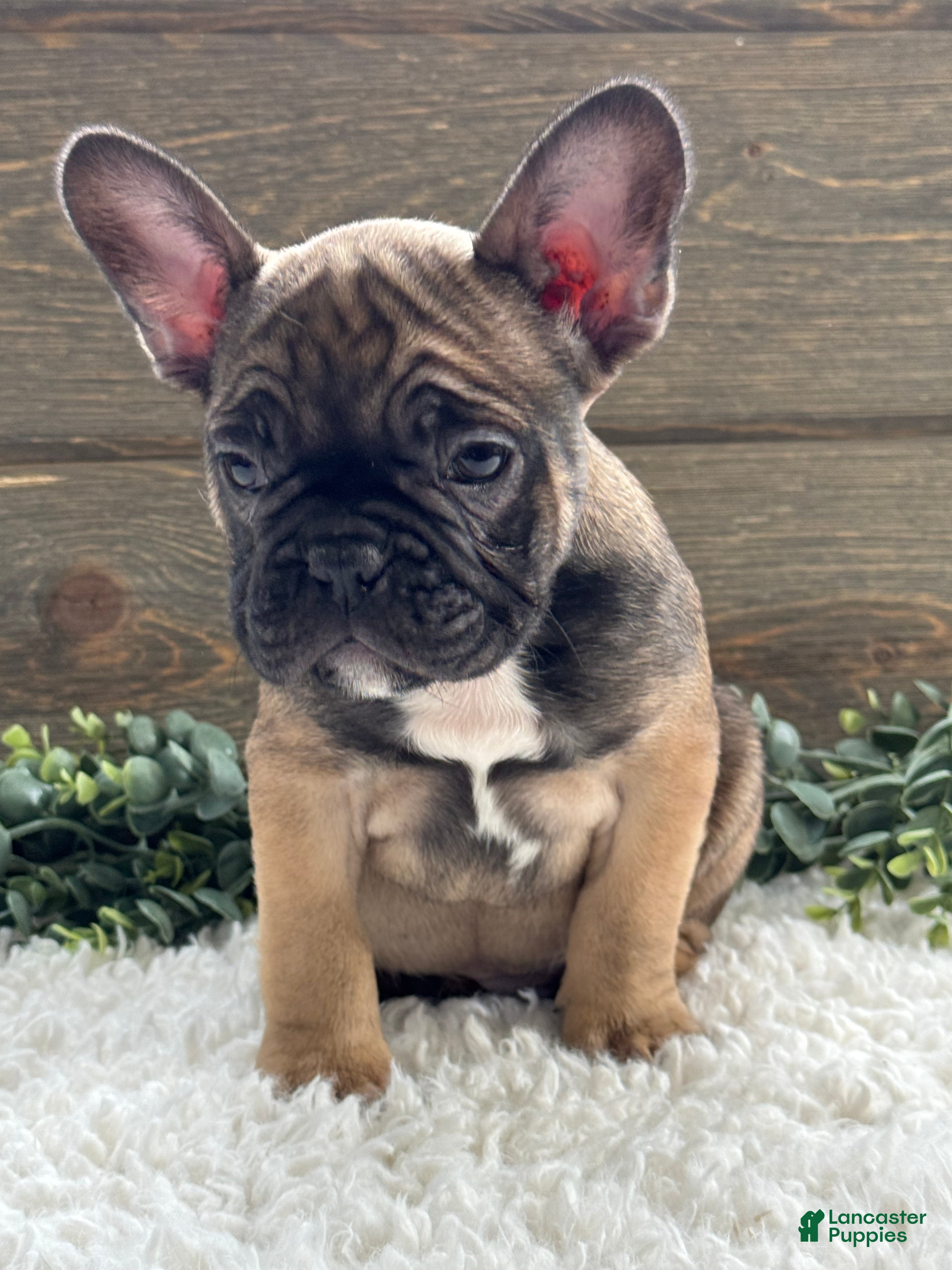 Mixed Breed dogs Rover - Ad 2