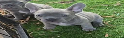 French Bulldog dogs for sale: Lilly - Ad 7