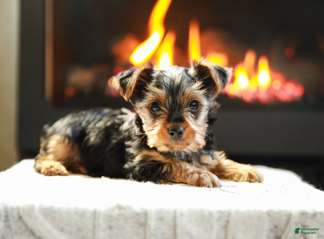 Yorkshire Terrier dogs for sale: Henry Teacup - Ad 6