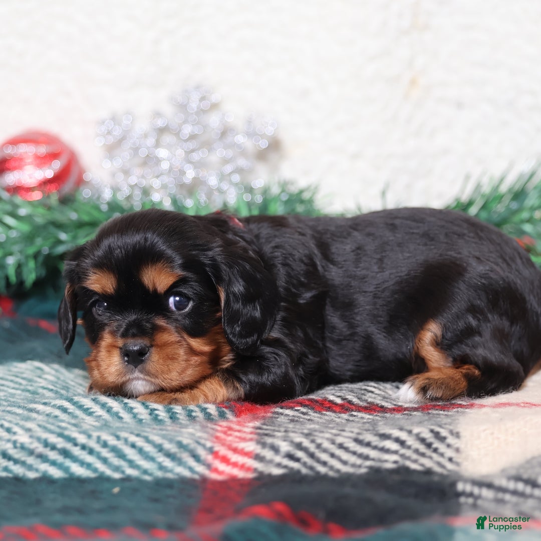 Cavalier King Charles Spaniel dogs for sale: Rudy | Genetically Screened  - Ad 3