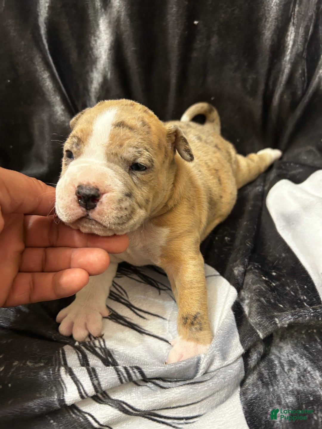 American Bully dogs for sale: American Bully Puppy 1 - Ad 1