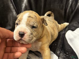 American Bully dogs American Bully Puppy 1 - Ad 42