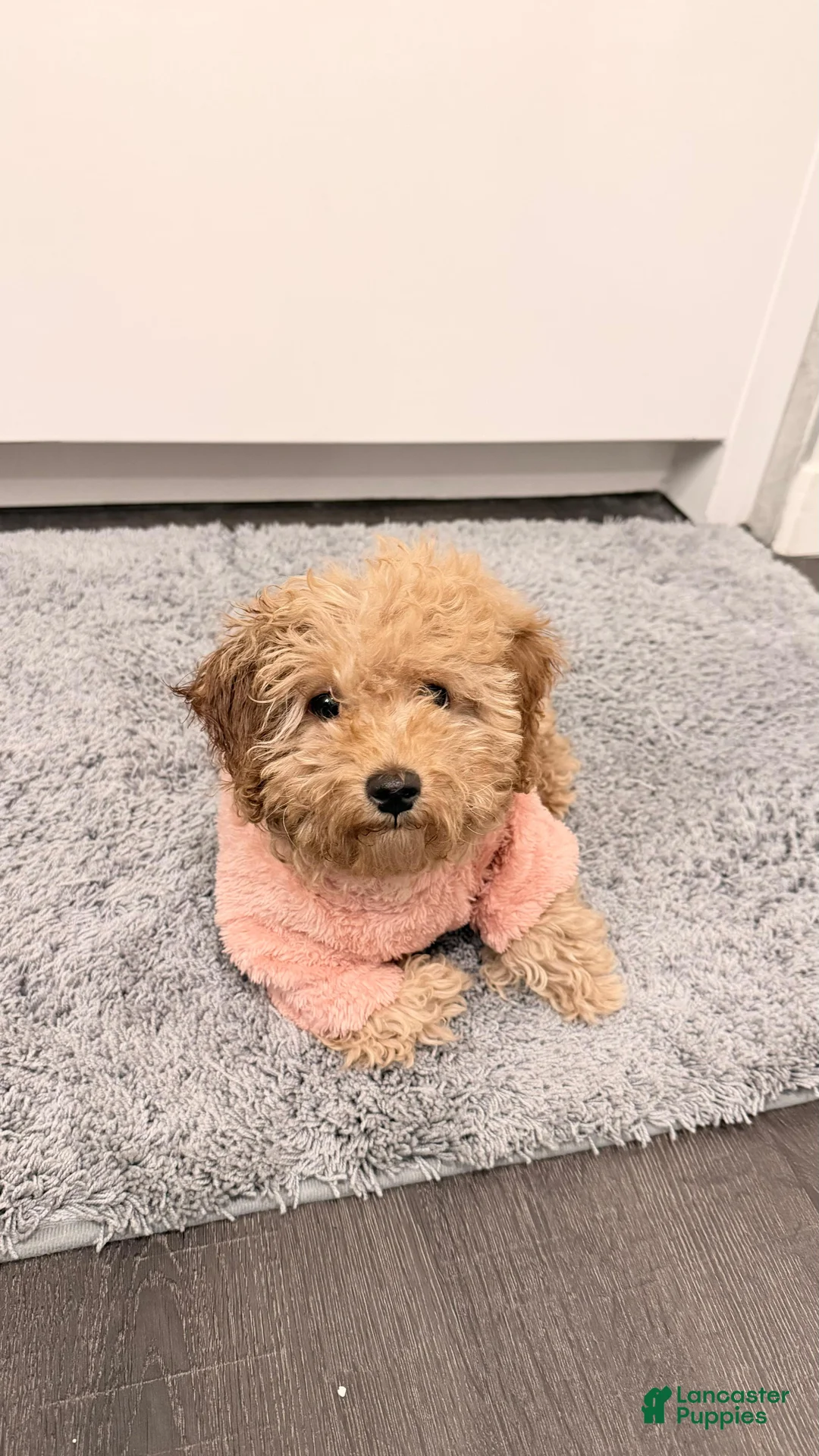 Maltipoo dogs for sale: Ayla - Ad 1