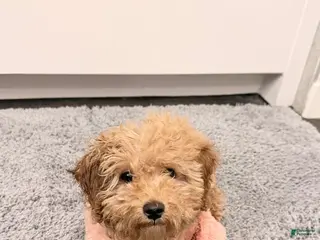 Maltipoo dogs Ayla - Ad 5