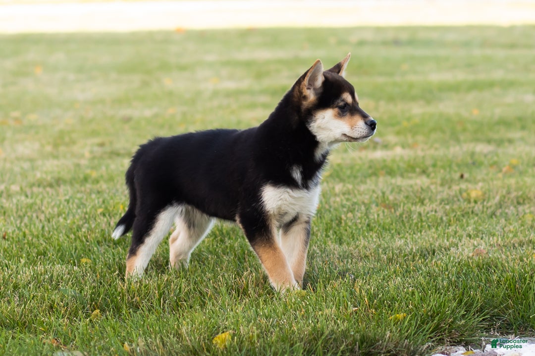 Shiba Inu dogs for sale: Lacy  - Ad 11