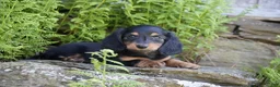 Miniature Dachshund dogs for sale: Mayor - Ad 3