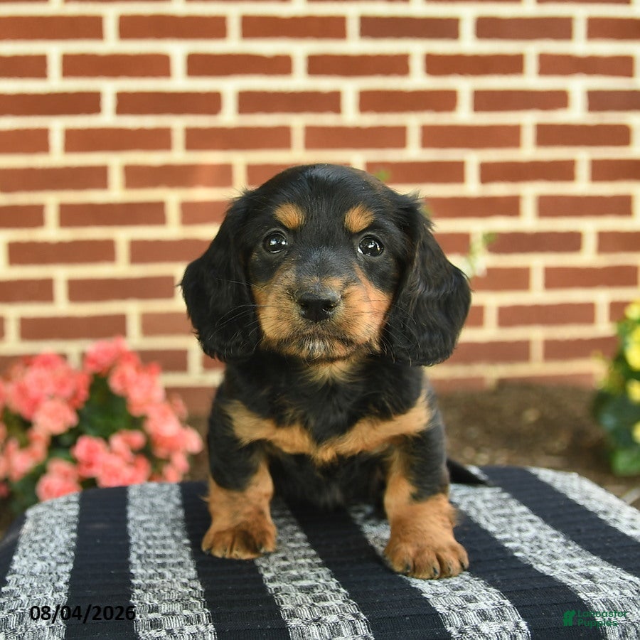 Miniature Dachshund dogs for sale: Flynn  - Ad 1