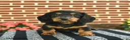 Miniature Dachshund dogs for sale: Flynn  - Ad 1