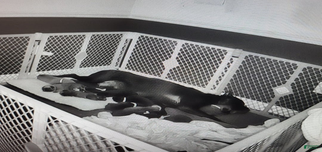 Gallery Image {{count}}