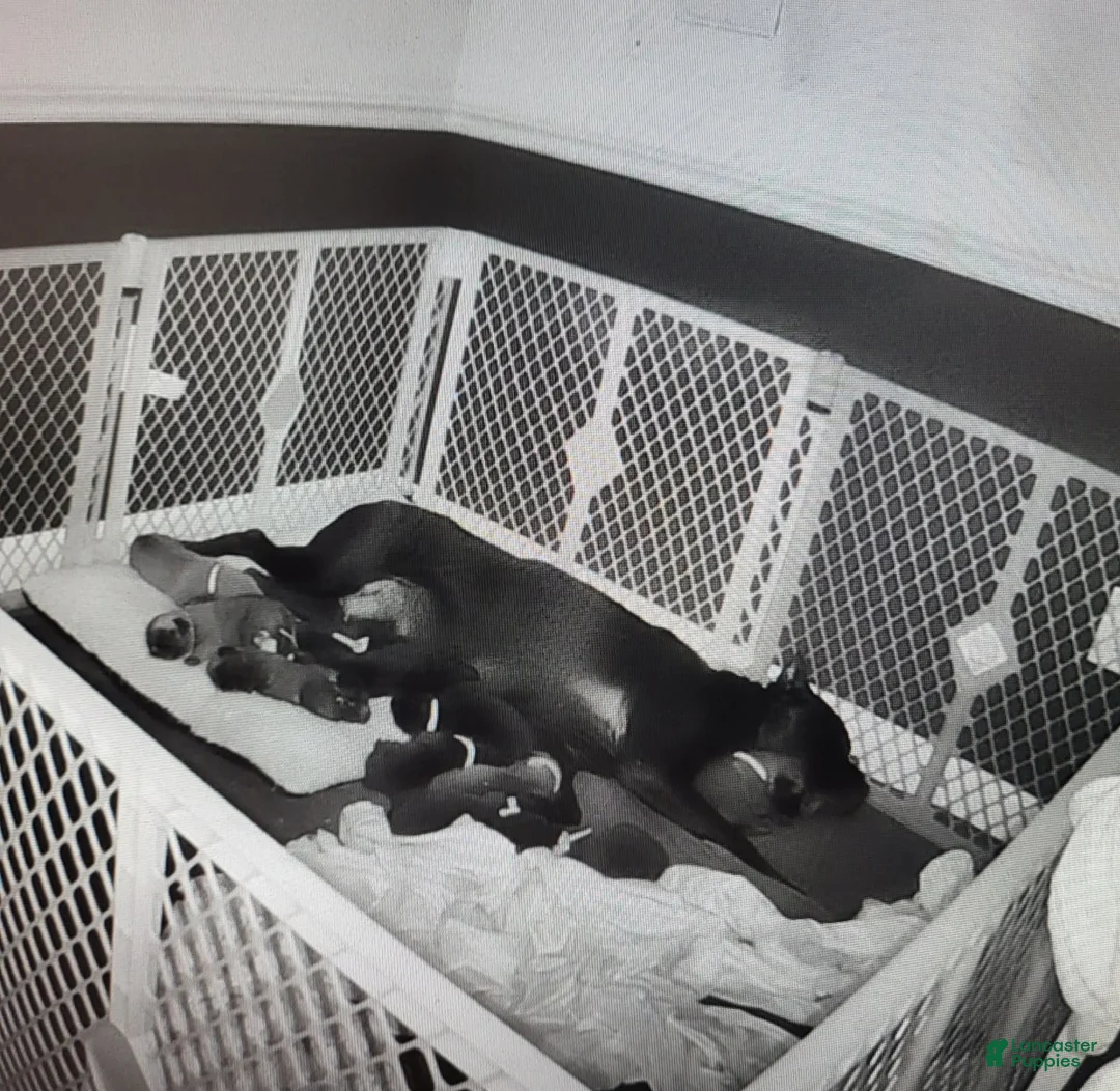 Gallery Image {{count}}