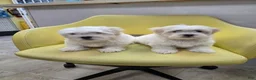 Malshi dogs for sale: Malshi 1 - Ad 2