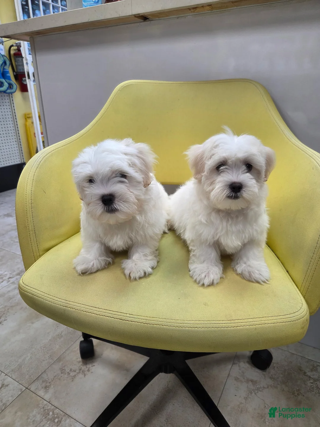 Malshi dogs for sale: Malshi 1 - Ad 2