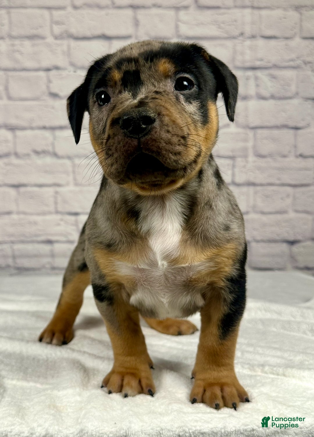 American Bully dogs for sale: Blue Moon - Ad 26