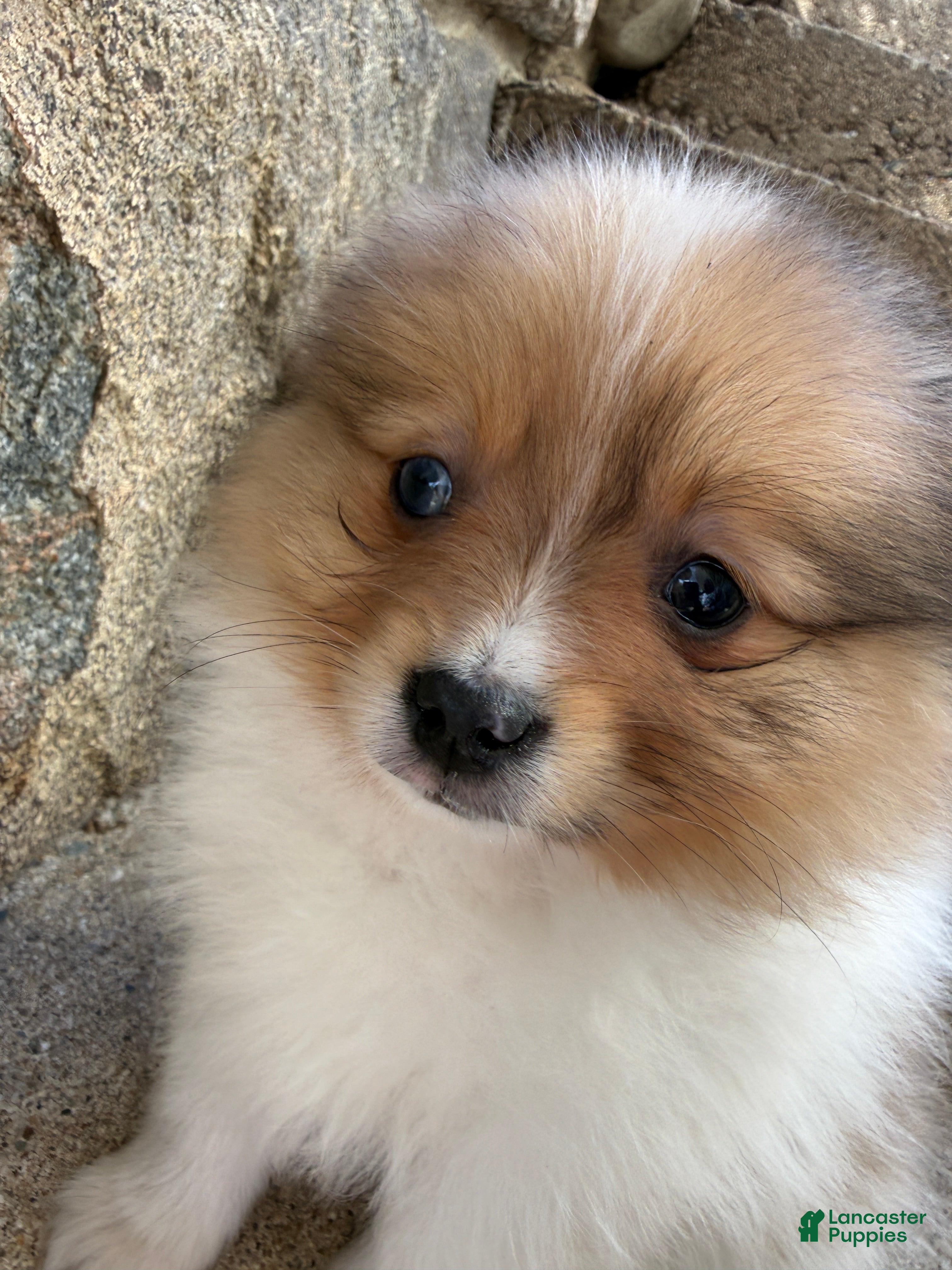 Pomeranian dogs Jakobi - Ad 2