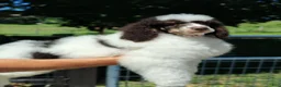 Standard Poodle dogs for sale: Cutlass  - Ad 4